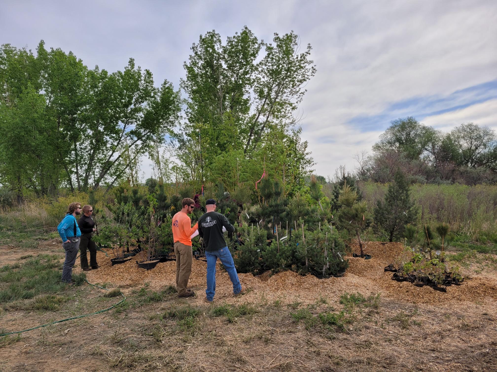 People selecting young trees and shrubs at an outdoor planting site with greenery in the background.