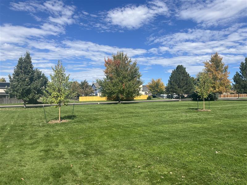 A row of new trees planted in a park