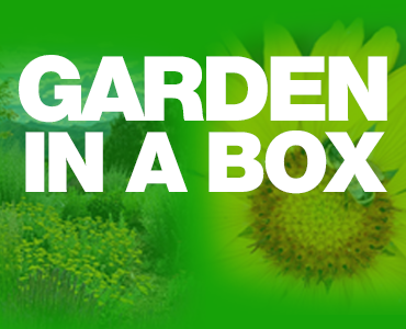 garden in a box 